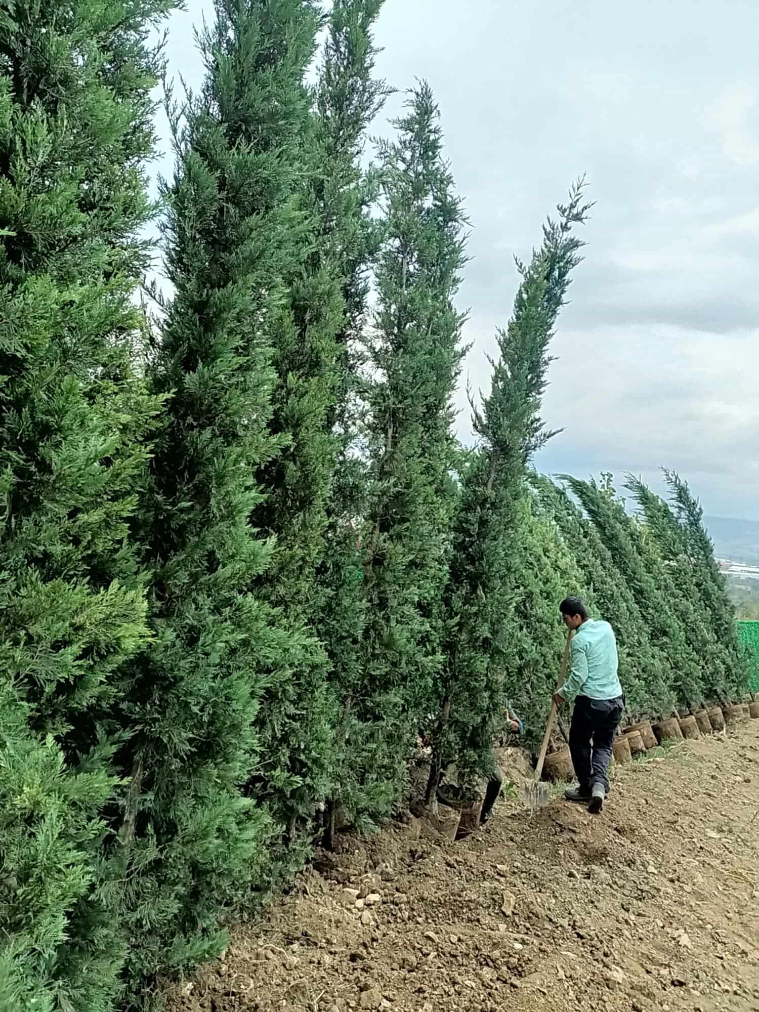 İnegöl Akkuş Peyzaj