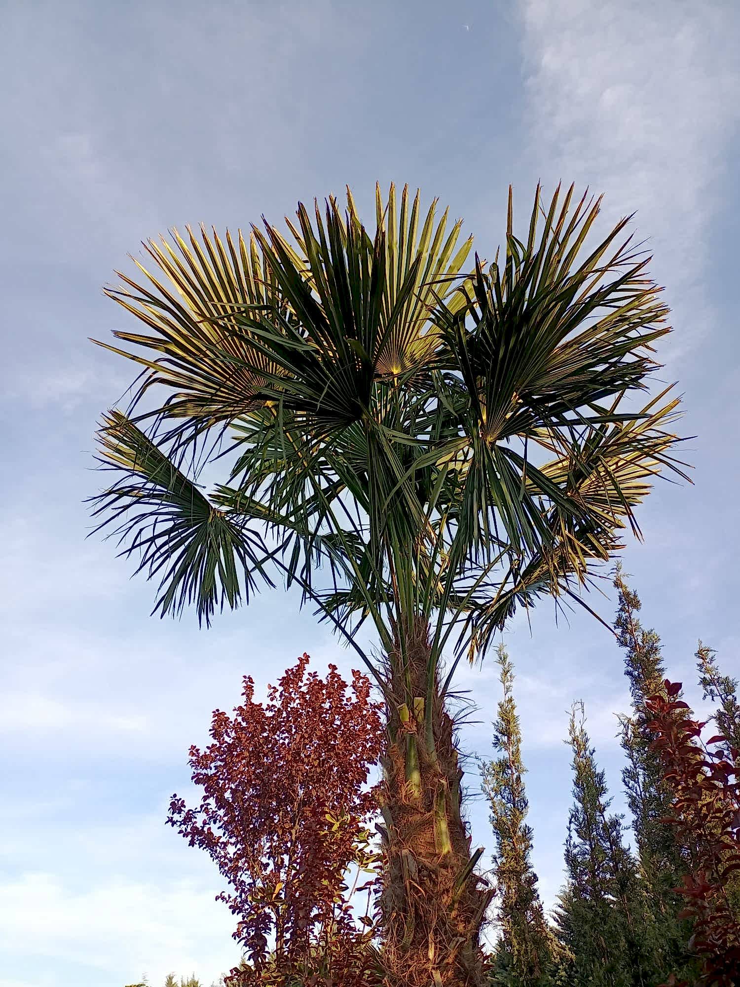 İnegöl Akkuş Peyzaj
